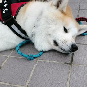 爽やかな曇天、日差しが無い散歩日和‼️それではと安倍川の土手コース。未来丸は順調そのもの。前半イの画像