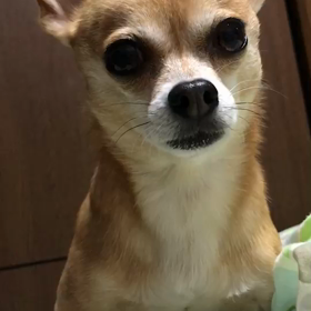 クローリーは友達の家でお留守番(*´꒳`*)の画像