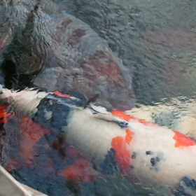 食い過ぎ注意の画像