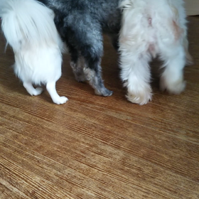 朝から大騒ぎです❤️の画像