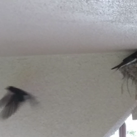 つばめの観察日記36日目(^-^)②追記1の画像