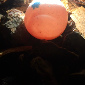 【貴重映像！】卵の中のベビちゃんの画像