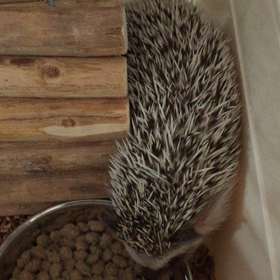 飯だ飯だぁー！の画像