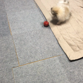 血統書。の画像