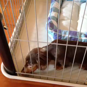 ついにやってきたの画像