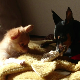 新入りだけどの画像