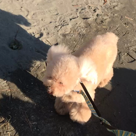 ♪お散歩動画♪お台場海浜公園♪の画像