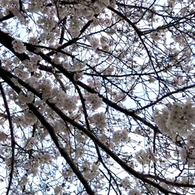 今日の桜の画像