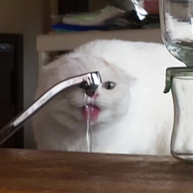 お水をペロペロの画像