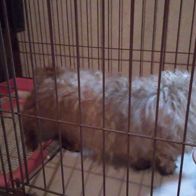 我が家の同居人？の画像