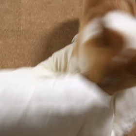 おねえたんのお古での画像