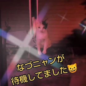 子猫を見守るなづニャン(=^ェ^=)の画像