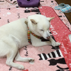 ワニちゃん うとうと眠いの画像