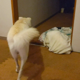 今日のシロくん 3の画像