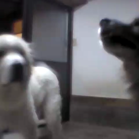 動画だけ。の画像