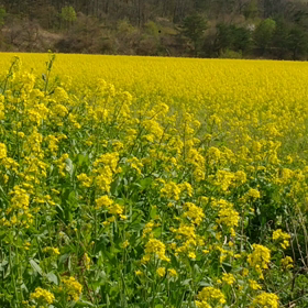 菜の花畑の画像
