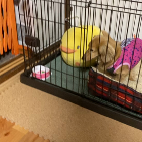 音々たんの特技⁇の画像