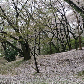 2017.4.9〜桜吹雪〜の画像