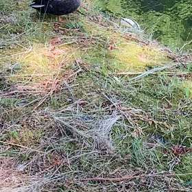 なんとか飛びましたの画像