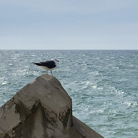 いつもの海辺の定位置に先客が…の画像