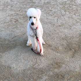 美音の・・・の画像