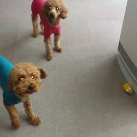 ガウガウ犬ココ☆の画像