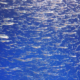 ムービーを投稿の画像