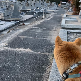 今朝の散歩の画像