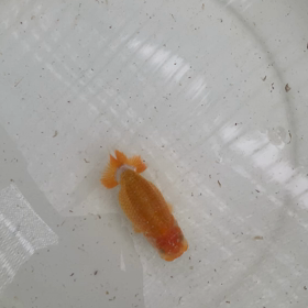 残るか？の画像