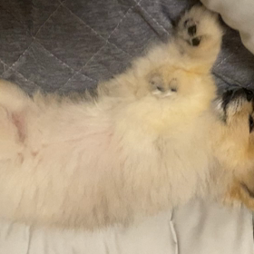 シニアだから？の画像