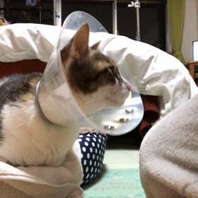 デールが素っ裸でびっくり！たまには体を拭いてます。の画像