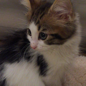 【動画】嫌われてる（；￣ェ￣）の画像