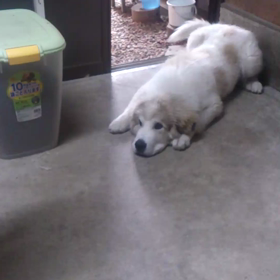 あと１週間で我が家に来て２ヶ月の画像