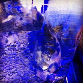 熱帯魚のなかまの画像