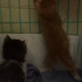 おぼろちゃんとメンマちゃんの画像