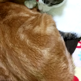 仲良し？の画像