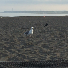 鳥さんたちの画像