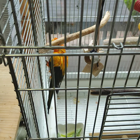 スイートバジルは美味しいねの画像