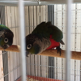 アカハラウロコインコの画像