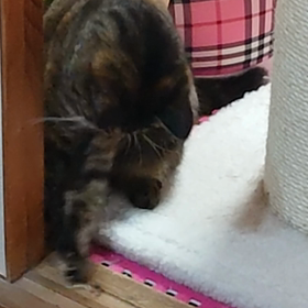 真夜中の大惨事‼️(  ；∀；)の画像