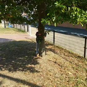 くのいちの画像