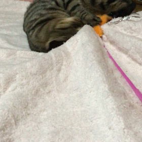 遊ぶキウイの一コマの画像