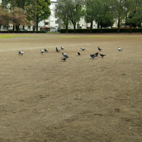 無題(鳩の群)の画像