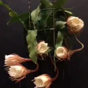 奇跡の開花の画像