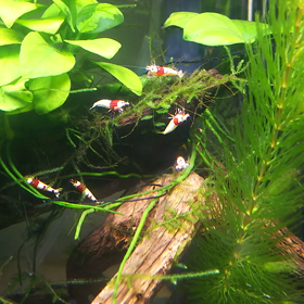 シュリンプの画像