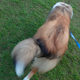 ラフコリー　今日のお散歩の画像