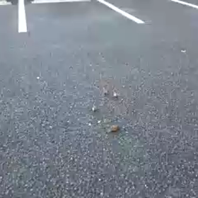 12/11のスズメちゃんたちの画像