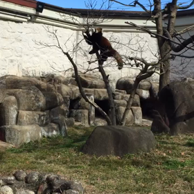 暴れメルくん 2016.2.3の画像