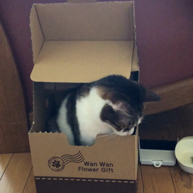 最近蚊に噛まれない…涙。デールに1番安いと思うフロントライン購入！の画像