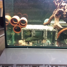 見よ❗この吸引力っ‼(*´∀`)♪の画像